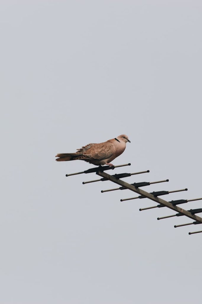 Antenas en Zamora